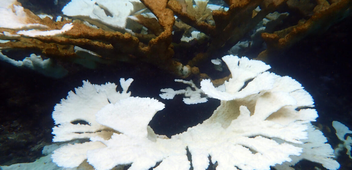 Face à l’épisode de blanchissement corallien sans précédent, l'Aquarium de la Guadeloupe et Igrec Mer ont lancé le 10 octobre une collecte d'information à destination des structures de plongée, mais aussi de tous ceux qui vont sous l'eau. Photo : Caraïbes blog Face à l’épisode de blanchissement corallien sans précédent, l'Aquarium de la Guadeloupe et Igrec Mer ont lancé le 10 octobre une collecte d'information à destination des structures de plongée, mais aussi de tous ceux qui vont sous l'eau. Photo : Caraïbes blog