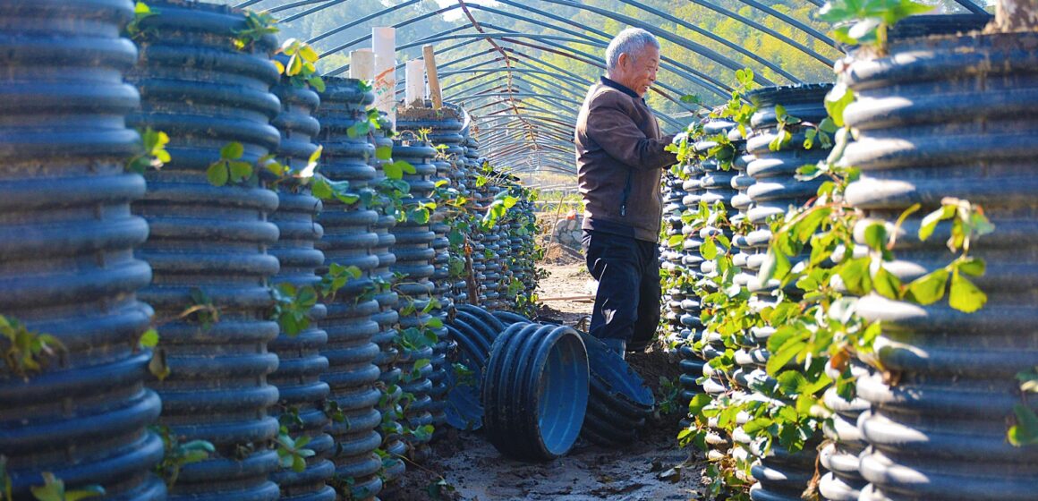 Un villageois effectue une plantation tridimensionnelle de plants de fraises dans le village de Qianfota, ville d'Anqing, province d'Anhui (est de la Chine) le 23 octobre 2024. Photo : CFOTO / Sipa USA Un villageois effectue une plantation tridimensionnelle de plants de fraises dans le village de Qianfota, ville d'Anqing, province d'Anhui (est de la Chine) le 23 octobre 2024. Photo : CFOTO / Sipa USA