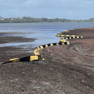 Les sargasses non ramassées s'agglomèrent sur la plateforme de ramassage d'Arnouville Est à Petit-Bourg, 8 avril 2026. Photo / LCG Les sargasses non ramassées s'agglomèrent sur la plateforme de ramassage d'Arnouville Est à Petit-Bourg, 8 avril 2026. Photo / LCG