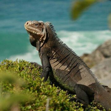 Iguane des Petites Antilles (Iguana delicatissima). Photo : Patricia Brouard Iguane des Petites Antilles (Iguana delicatissima). Photo : Patricia Brouard