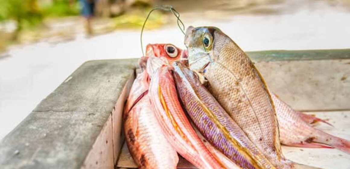 Photo d'illustration poisson nasse de Guadeloupe. Photo: DR Photo d'illustration poisson nasse de Guadeloupe. Photo: DR