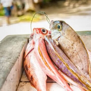 Photo d'illustration poisson nasse de Guadeloupe. Photo: DR Photo d'illustration poisson nasse de Guadeloupe. Photo: DR