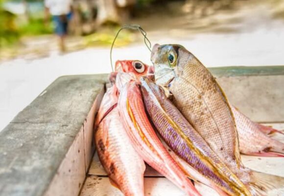 Photo d'illustration poisson nasse de Guadeloupe. Photo: DR Photo d'illustration poisson nasse de Guadeloupe. Photo: DR
